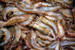 東南アジア公海での悲劇：エビの裏に隠された海上奴隷問題