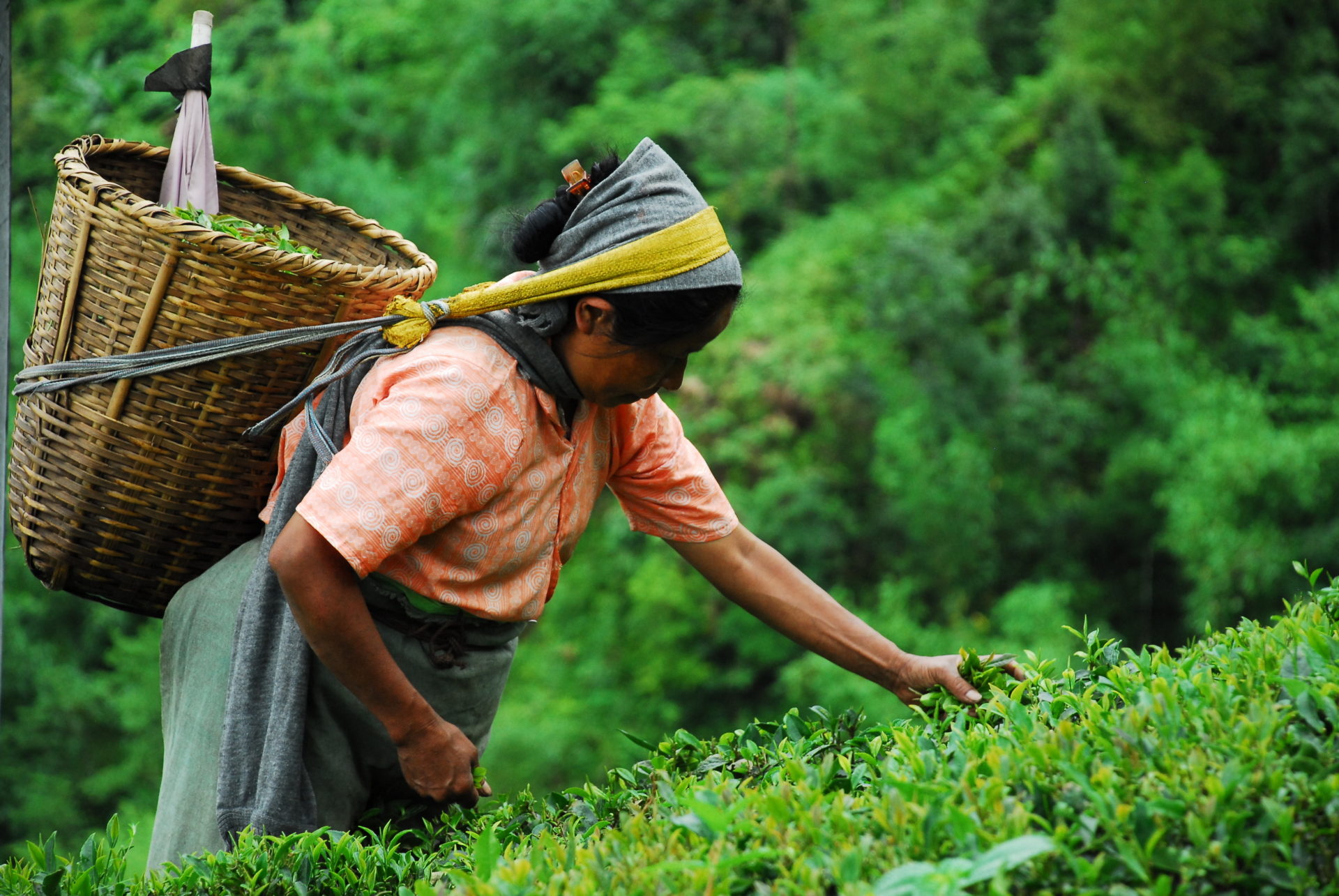 ストライキが起こったインドのダージリン地方で茶摘みをする女性 写真:Maximum Exposure PR/shutter.com