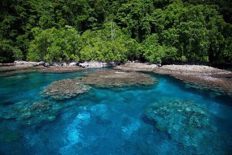 海のアマゾンとは？