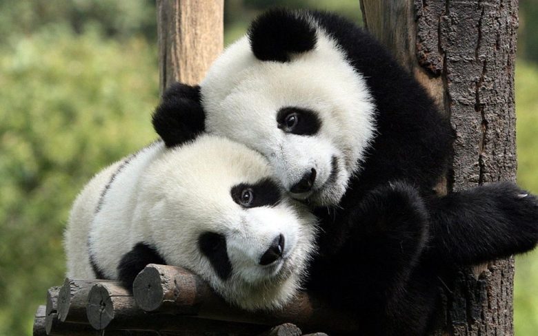 世界の動物：報道されるのは？