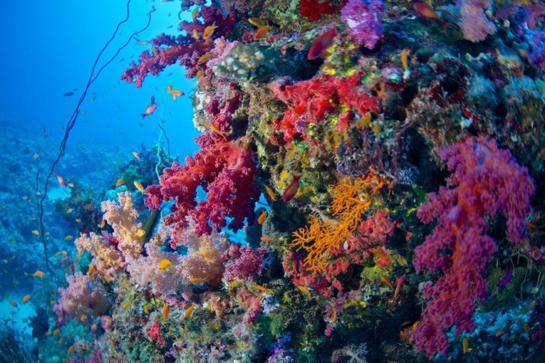 紅海：生命力溢れるエメラルドグリーン