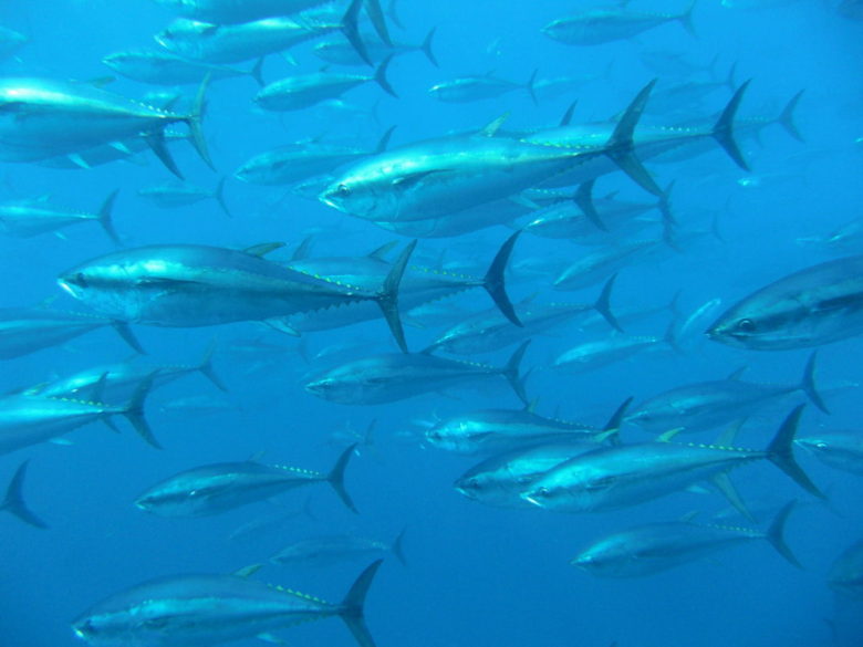 海を泳ぐマグロの群れ