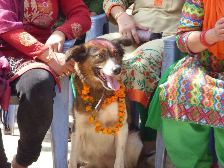 犬が主役？ ネパールの祭典