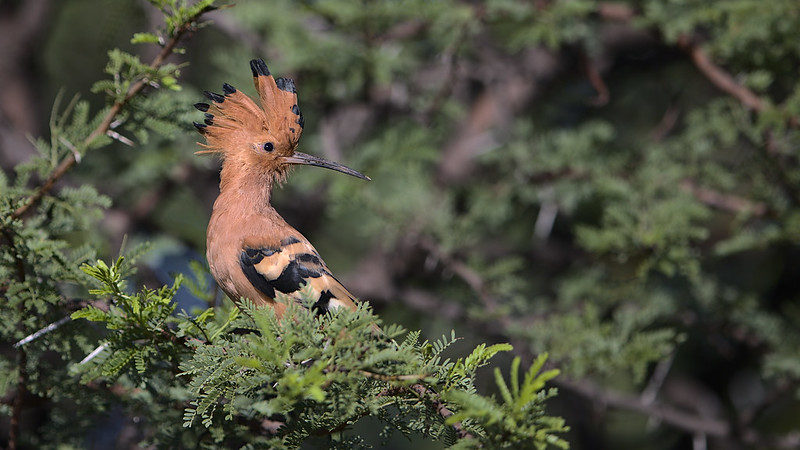 この鳥の名は？