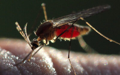 Malaria Vaccine: Long-Term Effectiveness in Pregnant Women Demonstrated