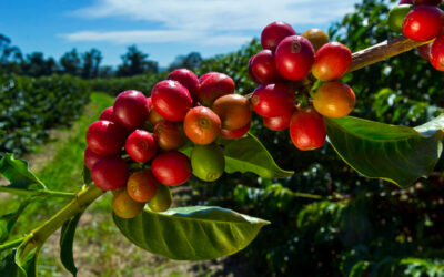 Nations Reeling from Coffee Bean Price Volatility