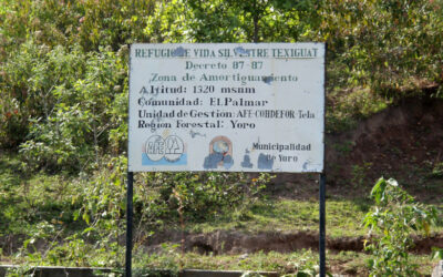 Environmental Activists Whose Lives Are in Danger