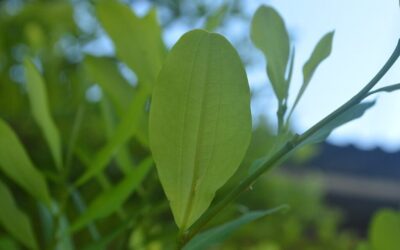 Colombia: Cocaine production estimated to have surged 1.5-fold