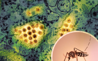 World: Record-Breaking Dengue Fever Outbreak