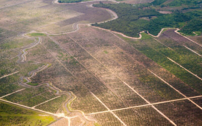 Malaysia: Can Deforestation Be Stopped?