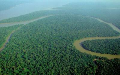 World: What Is TFFF, a New Fund to Protect Forests?