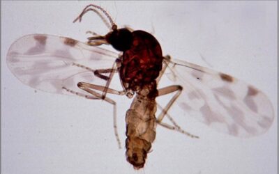Oropouche Virus Spreads in Latin America