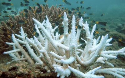 Great Barrier Reef Threatened by Record-Breaking Rise in Sea Temperatures Not Seen in Four Centuries