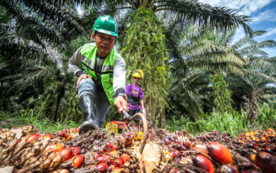 Potential surge in global palm oil prices