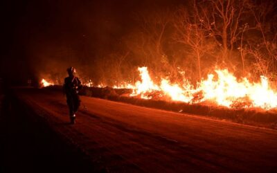 Global emergency: Tropical forest loss worst on record, driven mainly by fires