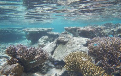 Samoa Passes Marine Protection Law on an Unprecedented Scale Among Pacific Island Nations