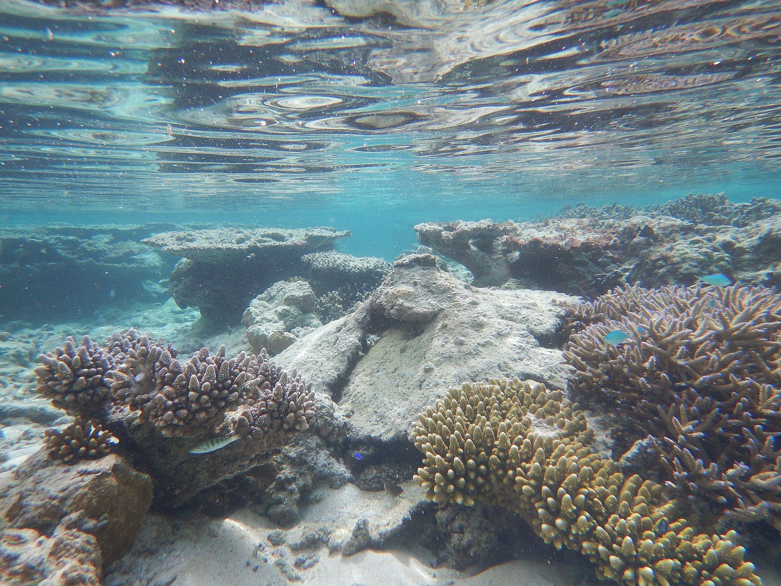 サモア：太平洋島嶼国初となる規模の海洋保護法制化