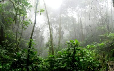 Amazon Cooperation Treaty Organization Countries Agree to the Bogotá Declaration