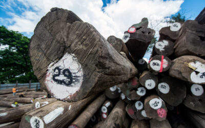 Mekong Forests: Deforestation in Protected Areas Is Worsening