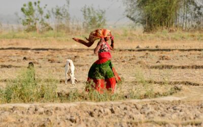 Over 500,000 People Die Each Year From Extreme Heat