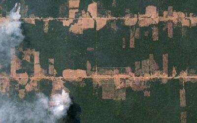 “Deforestation in the Brazilian Amazon Slows, But Forest Degradation Continues”