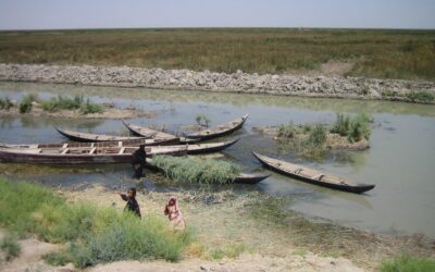 The marshes of Iraq are rejuvenating again